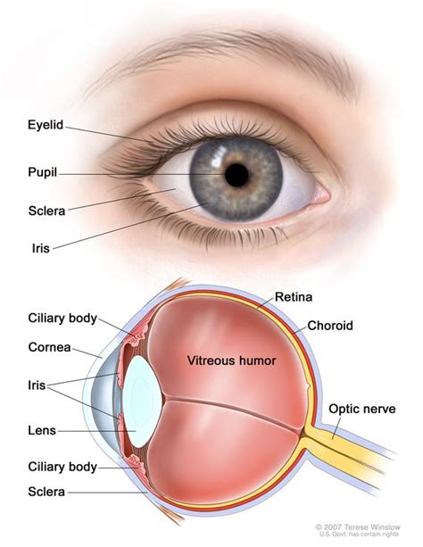 Optic Nerve