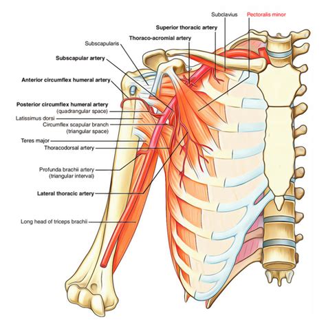 Pectoral Region Muscles Anatomy – Earth's Lab