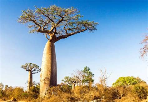 Baobab Trees In South Africa - Hluhluwe Game Reserve