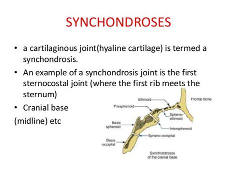 Image result for synchondrosis of the cranial base | Orthodontics ...