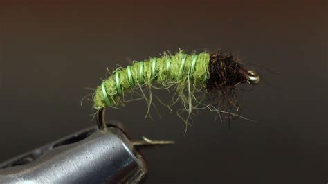 Green Caddis Larva - YouTube