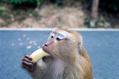 Banana Eating Monkey Stock Photos, Pictures & Royalty-Free Images - iStock