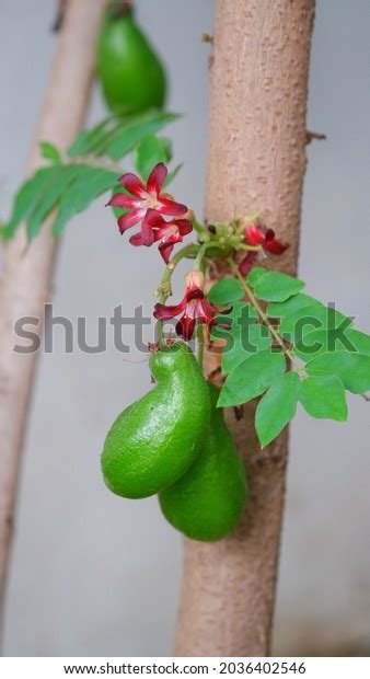 Belimbing Sayur Belimbing Wuluh Averrhoa Bilimbi Stock Photo 2036402546 ...