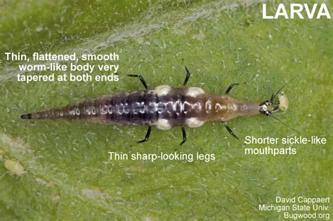 Brown Lacewing | NC State Extension