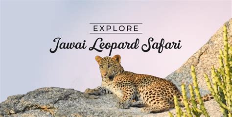 Leopard Safari in Jawai Rajasthan | Jawai Leopard Safari