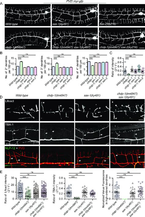 Knockout of sax-1 suppresses dendrite development defects in chdp-1 ...