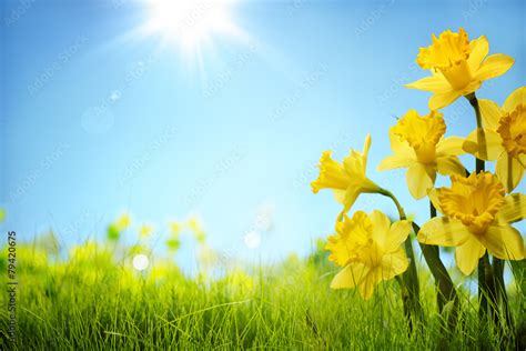 Daffodil flowers in the field Stock Photo | Adobe Stock