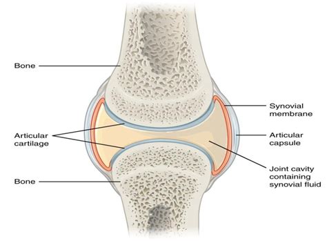 Synovial Membrane Diagram