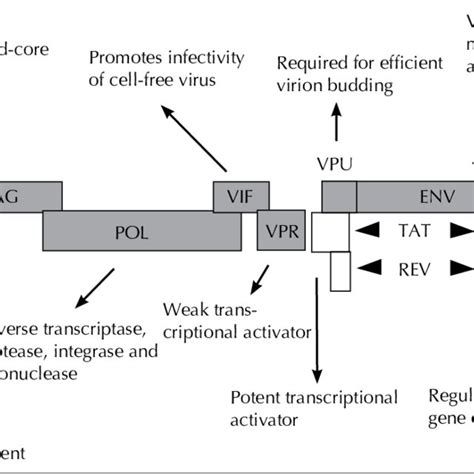 Genetic structure of the HIV-1 genome. | Download Scientific Diagram