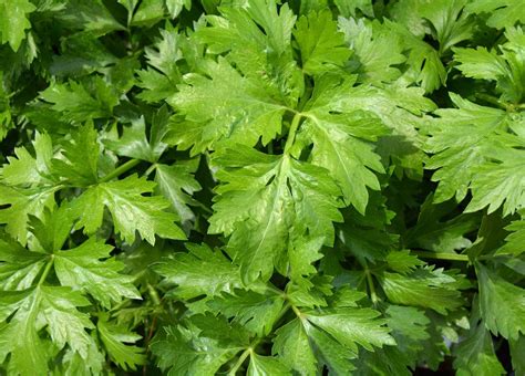 How To Plant And Care For Celery - Best Landscape Ideas