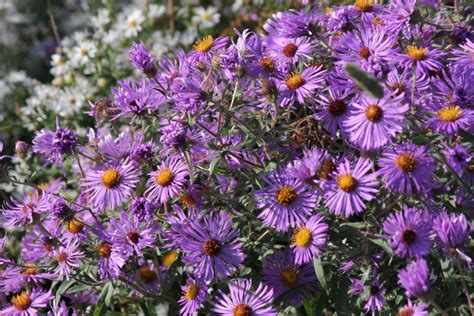 Asters Varieties And Hybrids - Pick Your Favorites