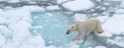 Habitat | Polar Bears International