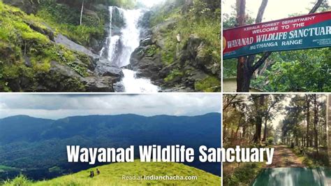 Wayanad Wildlife Sanctuary, Kerala (Visit In 2024)