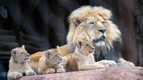 January/February happenings at the OKC Zoo