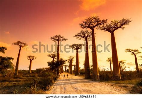 3,134 Baobab Tree African Sunset Royalty-Free Images, Stock Photos ...