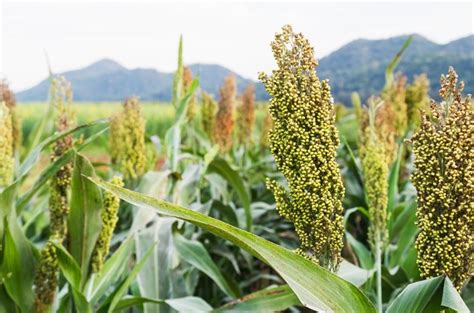 Sorghum: Health Benefits, Side Effects, Fun Facts, Nutrition Facts and ...