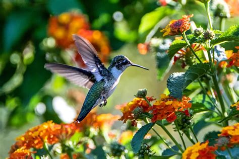 Annuals For Hummingbirds And Butterflies: Top 4 Undefeated Picks ...