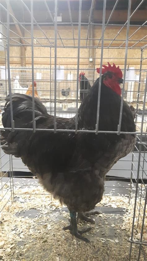 Australorp | Wild Acres