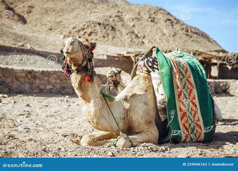 Camel Ride at Desert Safari in Egypt. Camels Resting in the Thar Desert ...