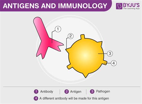 Antigen Antibody Reaction Diagram