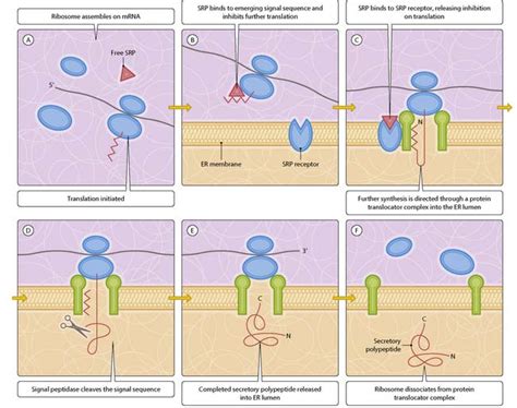 Secretory and membrane protein biosynthesis | Basicmedical Key