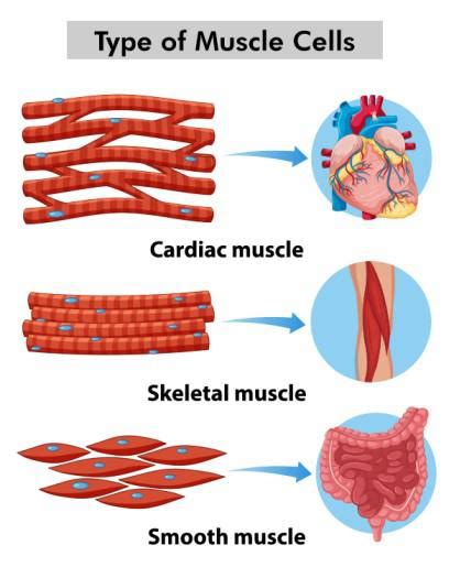 Muscular Tissue - Structure, Functions, Types and Characteristics ...