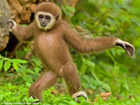 Meet Gollum The Adorable Dancing Gibbon