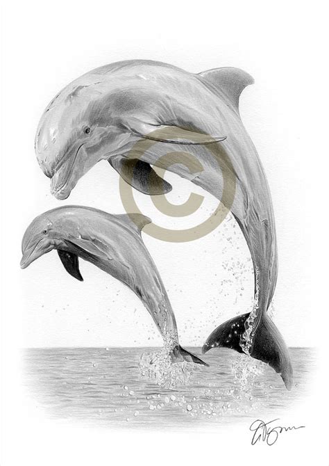 DOLPHIN Pencil Drawing Print Artwork Signed by Artist Gary Tymon 2 ...