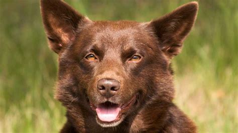 Black And Brown Kelpie - Photos All Recommendation