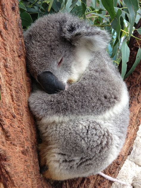 Koala sleeping Koala Bear, Spirit Animal, Cuddly, Cute Animals, Art ...