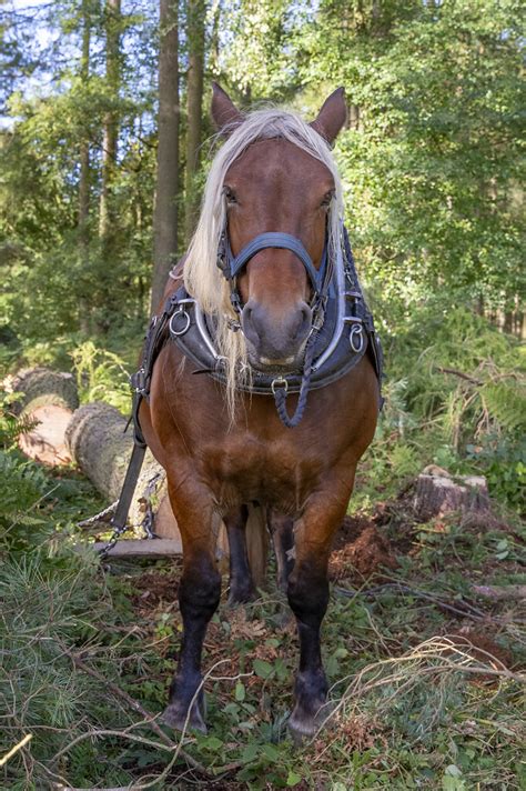 British Horse Loggers | shaun stothard | Flickr