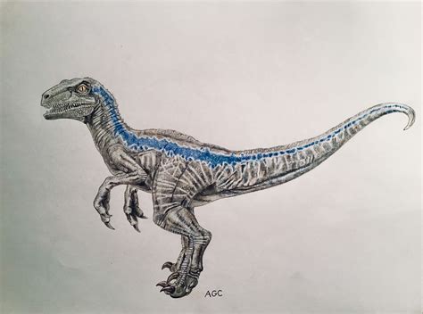 My drawing of “Blue” from Jurassic world | Velociraptor drawing ...