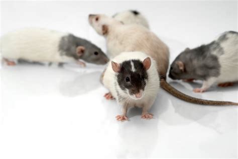 Different Breeds of Domestic Rats | Animals - mom.me