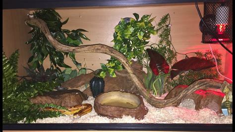 Corn Snake Habitat Setup