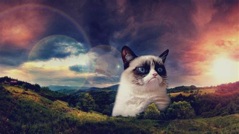 Grumpy Cat Wallpaper : Grumpy Wallpapers | Enterisise