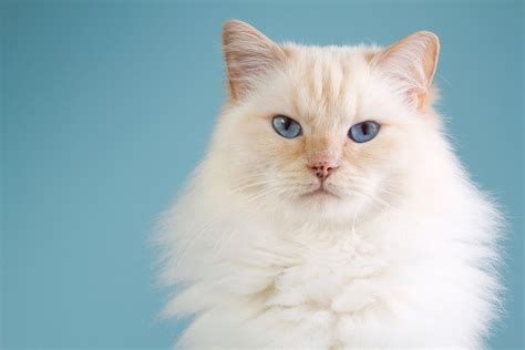 Ragdoll Cat Care Guide & Information » Petsoid