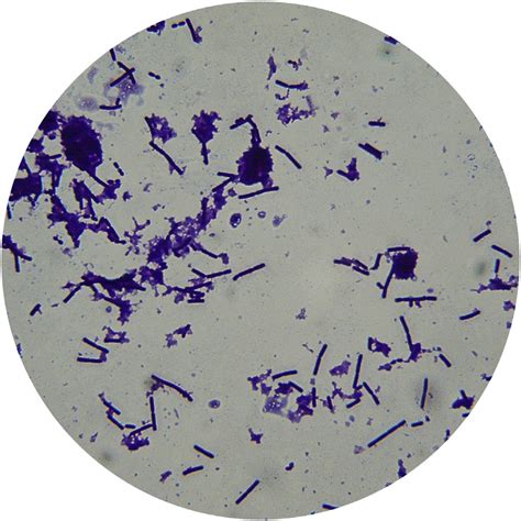 Lactobacillus Bulgaricus Diagram