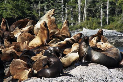 Wildlife Photos - Kingfish Westcoast Adventure