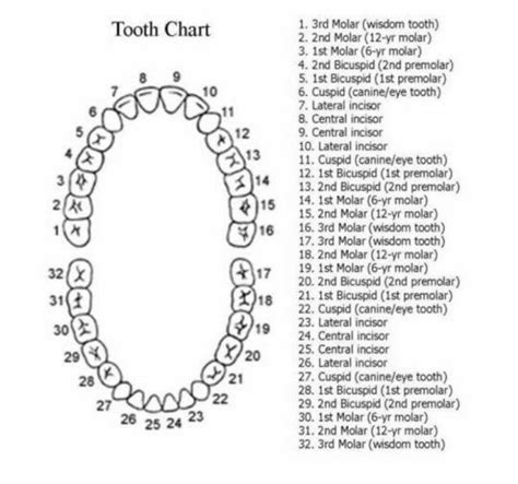 Tooth Chart | Tooth chart, Dental teeth, Teething chart