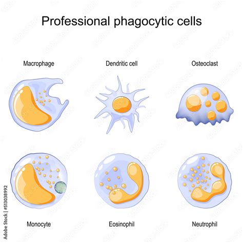 Phagocytosis. Professional phagocytic cells. Neutrophils, macrophages ...