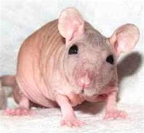 12 Surprising Hairless Animals That We Keep as Pets | PetHelpful