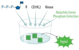 Universal Kinase Activity Kit, 2 Plate (EA004) by R&D Systems, Part of ...