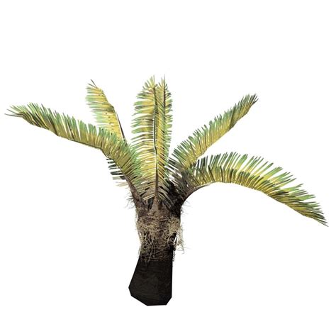 Sago Palm Seedling – SpeedTree