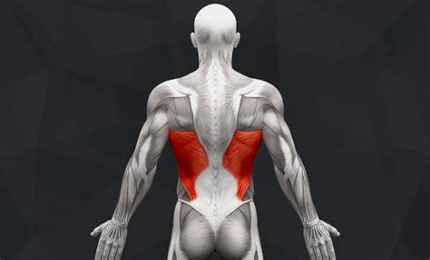 The 10 Best Lower Back Exercises - Bút Chì Xanh