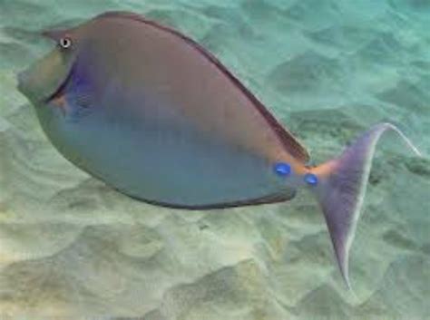 Bluespine Unicornfish Information and Picture | Sea Animals