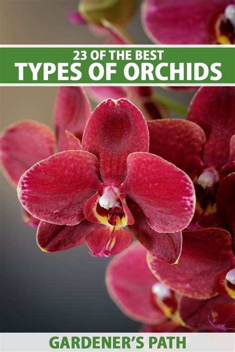 Types Of Orchids: 47 Different Orchid Varieties With Names And Pictures ...