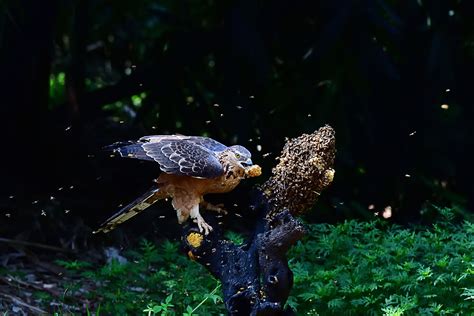 Honey Buzzard Bird Facts | Pernis Apivorus