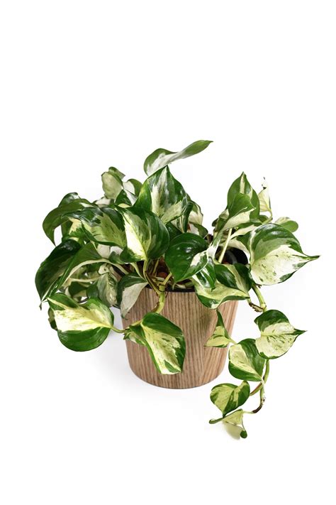 Variegated Pothos Care: All Your Questions Answered - Potted Pixie