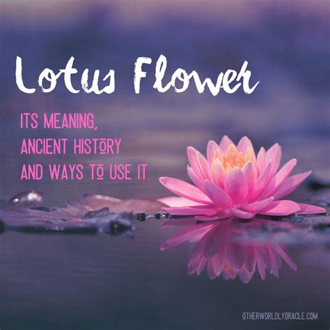 The Hidden Symbolism And Meaning Of The Lotus Flower Symbolsage ...