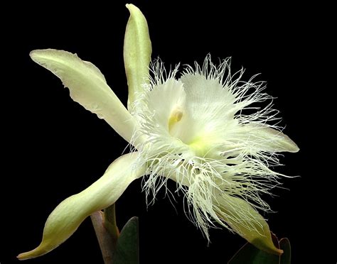 Países del mundo y sus flores nacionales | Orchids, Growing orchids ...